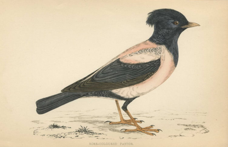 Rose-Coloured Pastor, Morris Birds, 1862