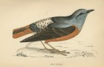 Rock Thrush, Morris Birds, 1862