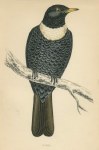 Guzel, Morris Birds, 1862