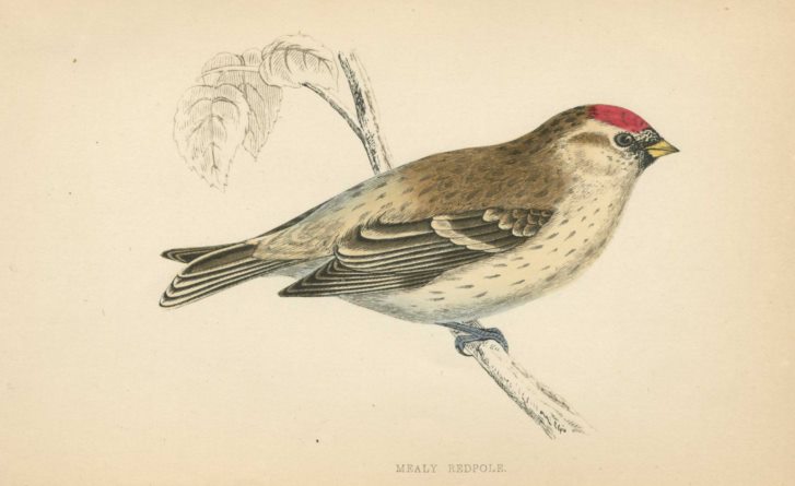 Mealy Redpole, Morris Birds, 1862