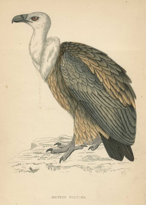 Griffon Vulture, Morris Birds, 1862