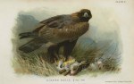 Golden Eagle, after Thorburn, c1895