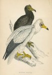 Egyptian Vulture, Morris Birds, 1862