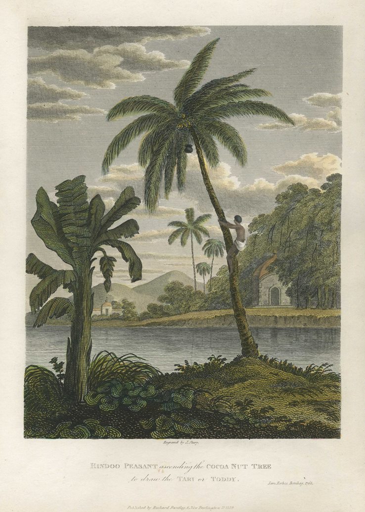 India, Hindu Peasant climbing Coconut Tree, 1835