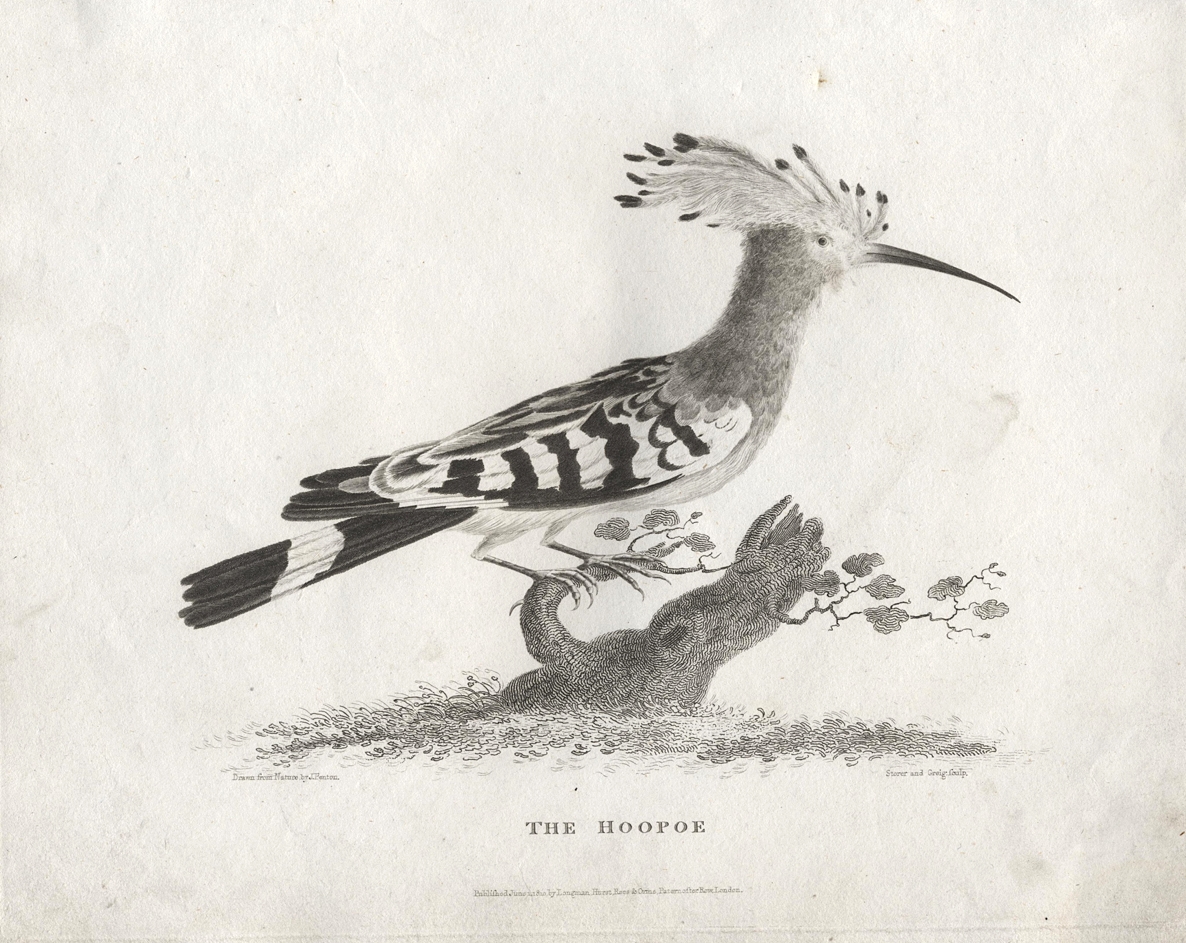 The Hoopoe bird, 1811