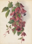 Rhodochiton Volubile (purple bell vine), 1893
