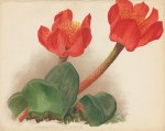 Haemanthus Coccineus (blood flower), 1893