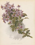 Solanum Crispum (Chilean potato tree), 1893