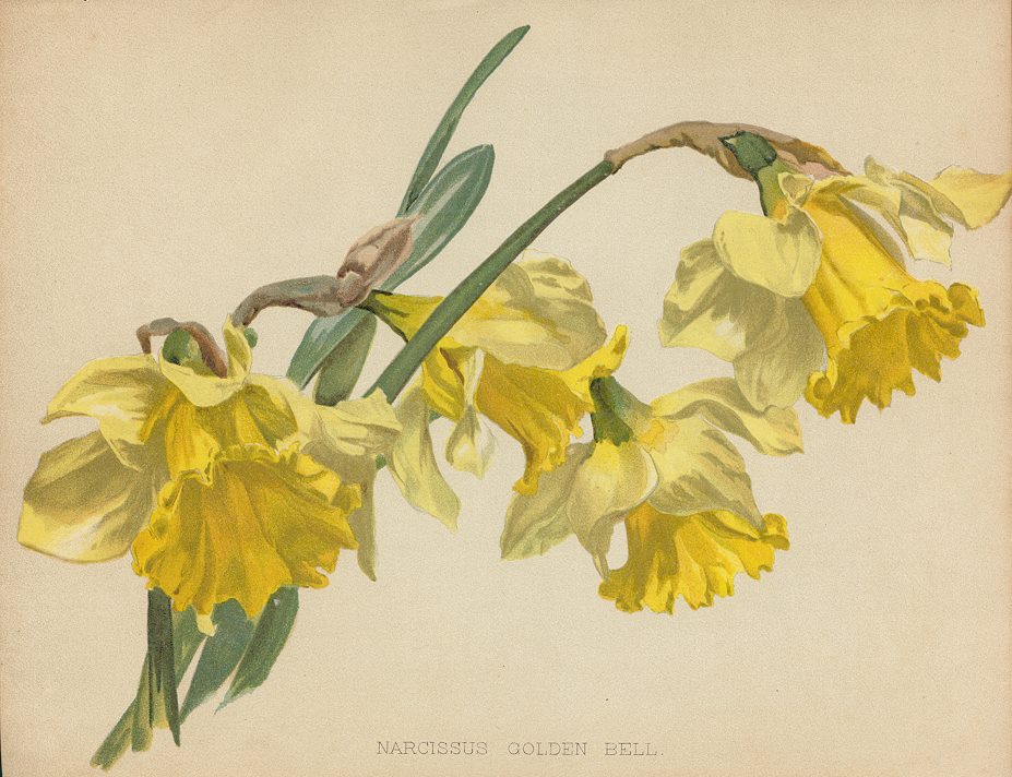 Narcissus Golden Bell, 1893