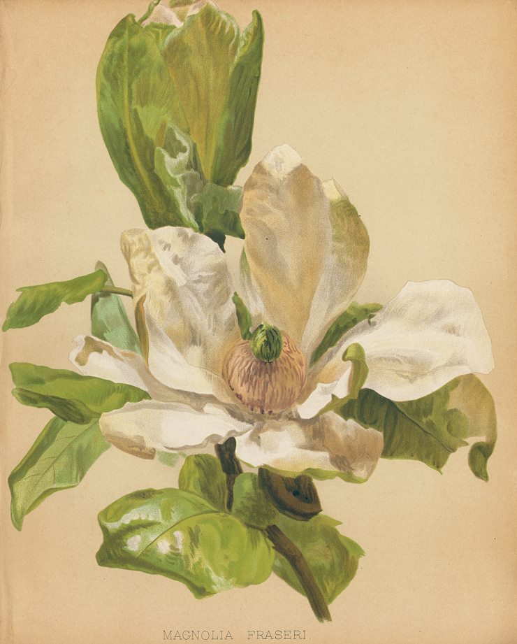 Magnolia Fraseri, 1893