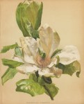 Magnolia Fraseri, 1893