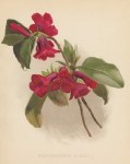 Rhododendron Roylei, 1893