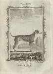Danish Dog, after Buffon, 1785