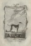 Common Greyhound, after Buffon, 1785