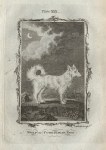 Wolf, or Pomeranian Dog, after Buffon, 1785
