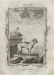 Pug Dog, after Buffon, 1785