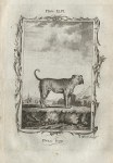 Bulldog, after Buffon, 1785