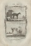 Small Danish Dog & Bastard Pug Dog, after Buffon, 1785