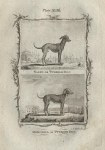 Naked or Turkish Dog & Mongrel or Turkish Dog, after Buffon, 1785