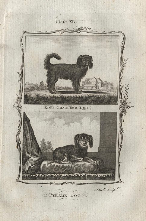 King Charles Dog & Pyrame Dog, after Buffon, 1785