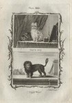 Shock Dog & Lion Dog, after Buffon, 1785