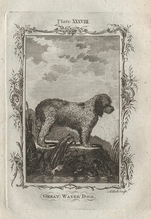 Great Water Dog, after Buffon, 1785