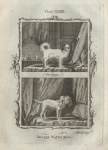 Spaniel & Lesser Water Dog, after Buffon, 1785