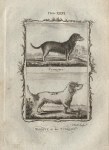 Turnspit Dogs, after Buffon, 1785
