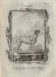 Dalmation Dog, after Buffon, 1785