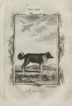 Iceland Dog, after Buffon, 1785