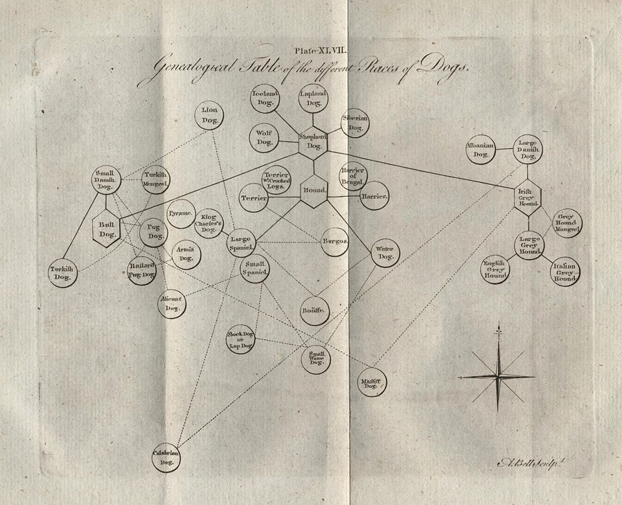 Genealogical Table of the Races of Dogs, after Buffon, 1785