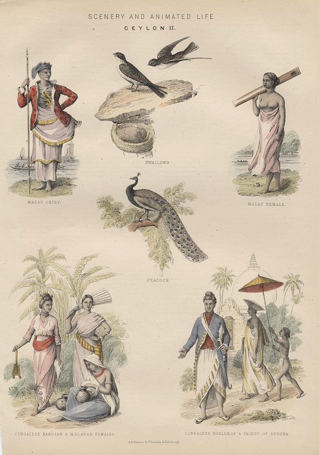 Ceylon (Sri Lanka), Scenery and Animated Life, c1880