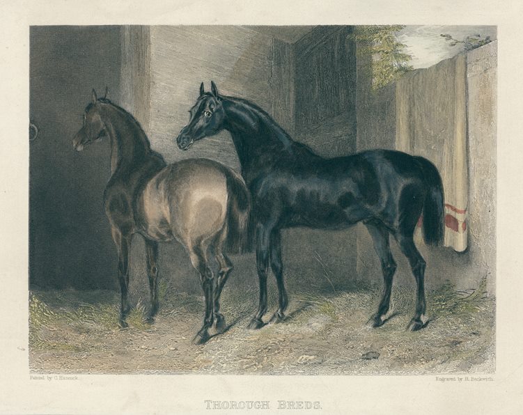 Thoroughbreds, 1860