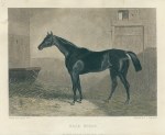 Racehorse, 1860