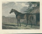Horse Racing, A Derby Winner, 1860