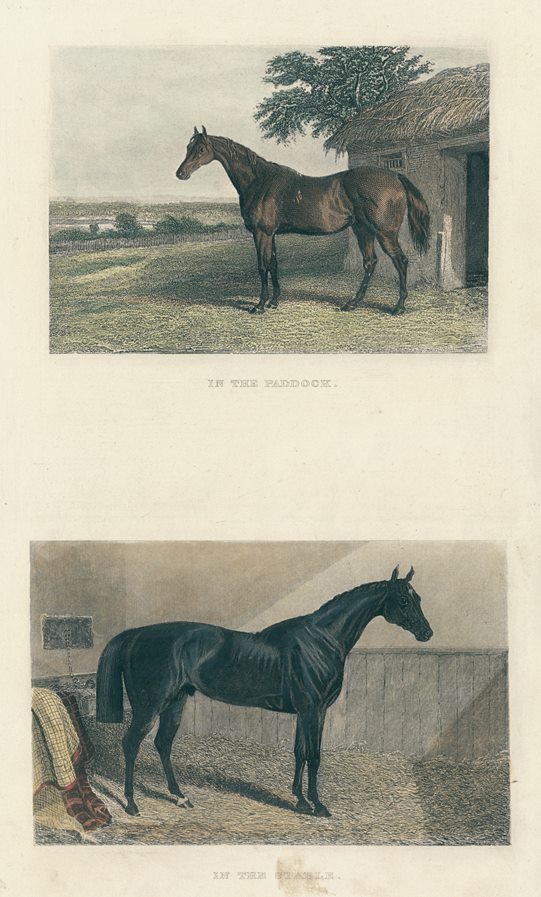 Horses, in the Paddock & in the Stable, 1860