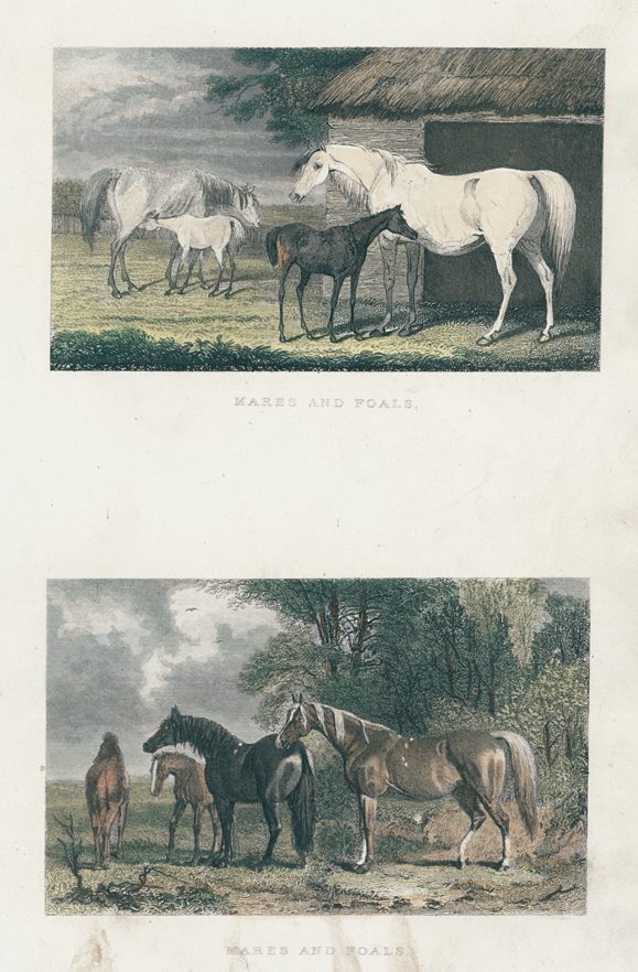 Horses, Mares & Foals, two prints, 1860