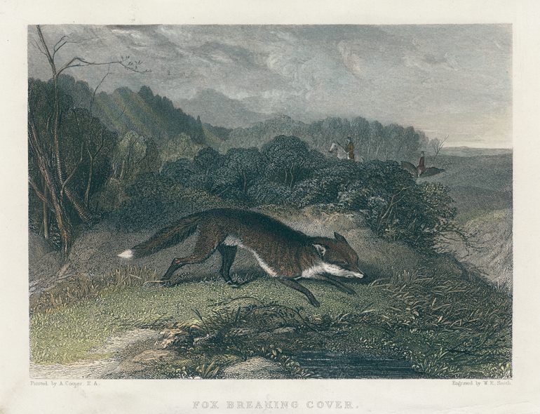 Fox Breaking Cover, 1860