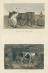 Farming, Harrowing with Oxen & Cow House, two prints, 1860