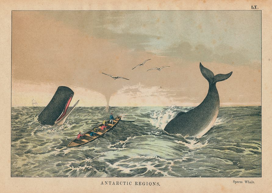 Sperm Whale, Antarctic Regions, 1877