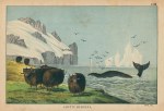 Musk Ox, Arctic Regions, 1877