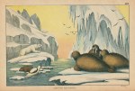 Walrus, Arctic Regions, 1877