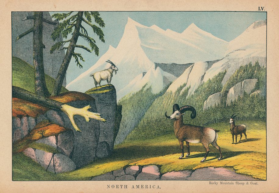 Rocky Mountain Sheep & Goat, North America, 1877