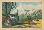 Rocky Mountain Sheep & Goat, North America, 1877