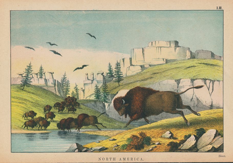 Bison, North America, 1877
