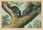 Racoons, North America, 1877