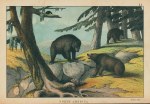 Grisly Bear, North America, 1877