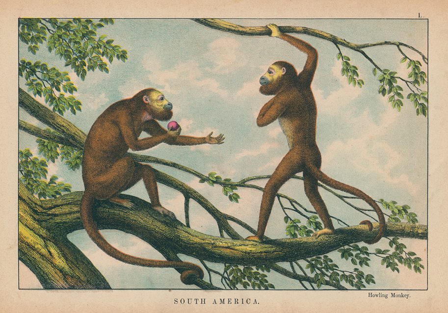 Howling Monkey, South America, 1877