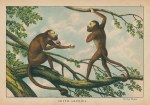 Howling Monkey, South America, 1877