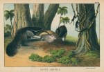 Great Anteater, South America, 1877
